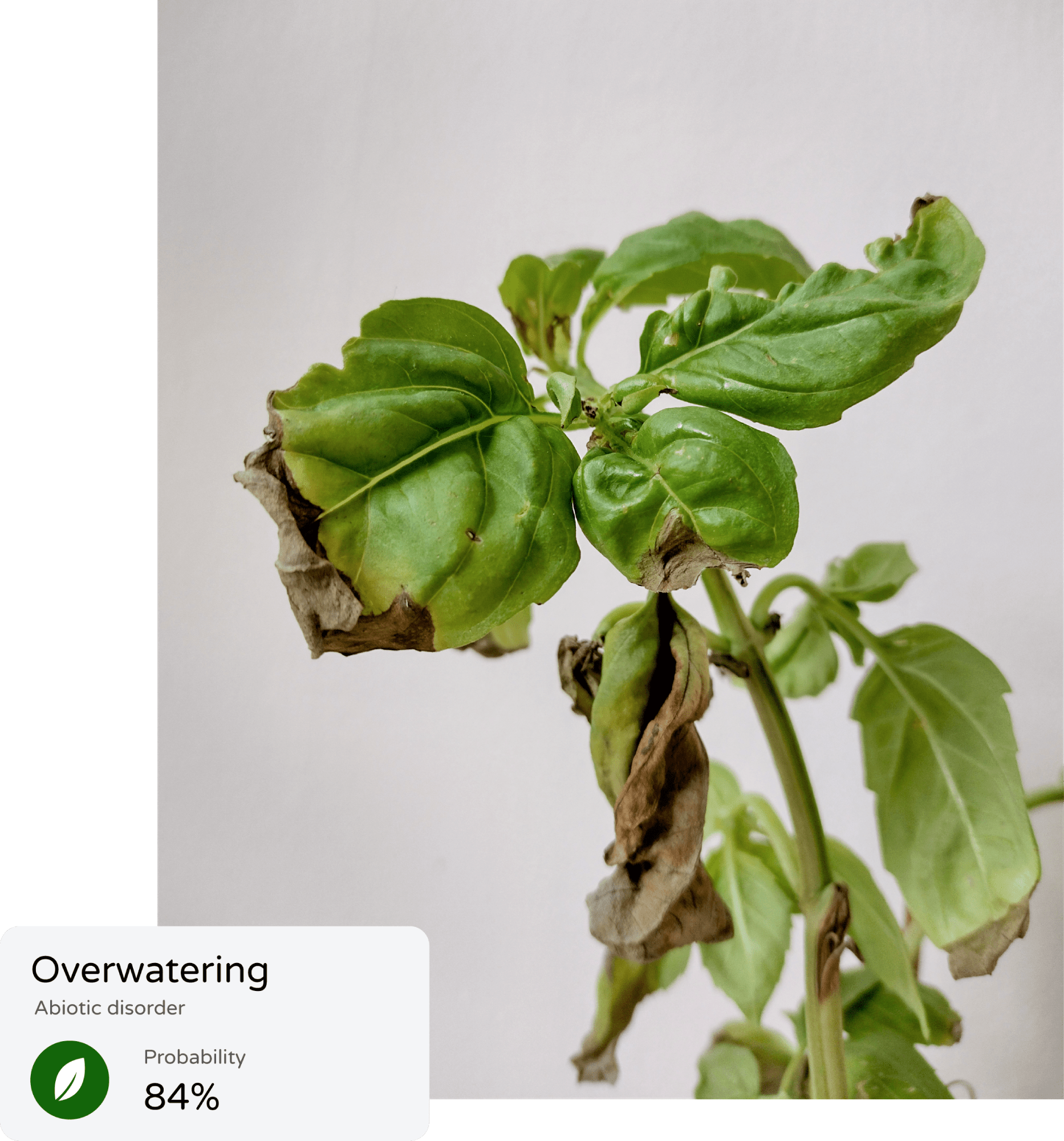 Plant.id Health Assessment Plant.id