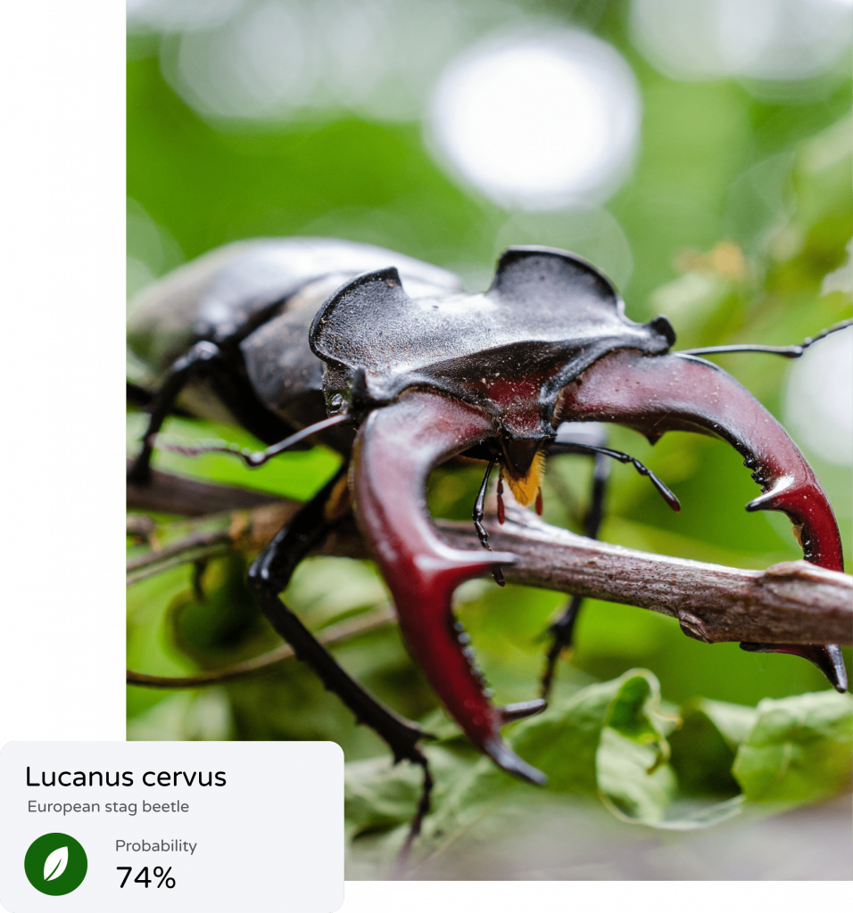 Idnetified European stag beetle with probability 74% with insect identification API. 