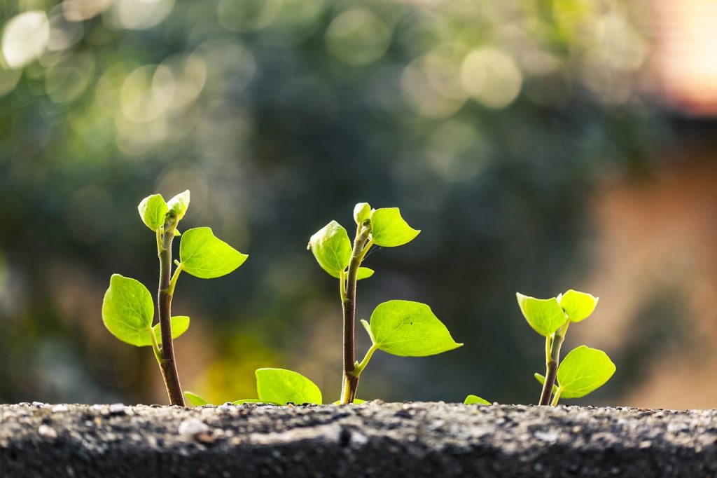 ivy, green, blurry background-1287383.jpg